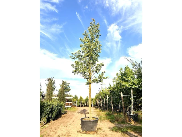 Sierpeer pyrus 'chanticleer', bloesemboom, witte bloesem, ca. 5 m hoog - afbeelding 1 van  2