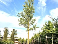Sierpeer pyrus 'chanticleer', bloesemboom, witte bloesem, ca. 5 m hoog - afbeelding 1 van  2