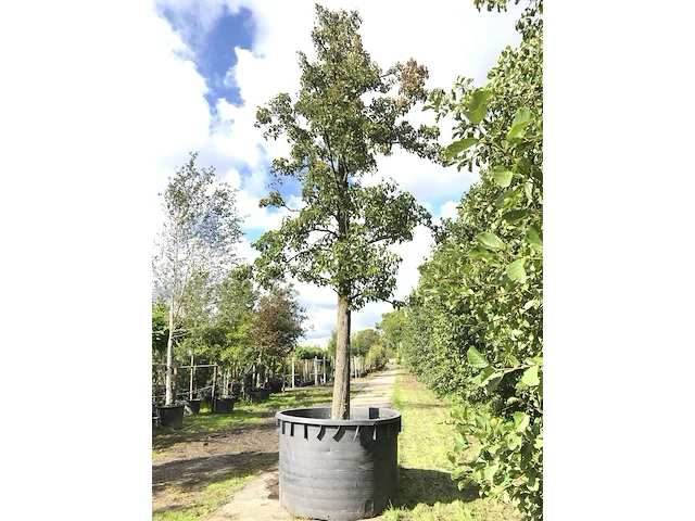 Sierpeer pyrus 'chanticleer', bloesemboom, witte bloesem, ca. 7 m hoog - afbeelding 1 van  2