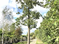 Sierpeer pyrus 'chanticleer', bloesemboom, witte bloesem, ca. 7 m hoog - afbeelding 1 van  2
