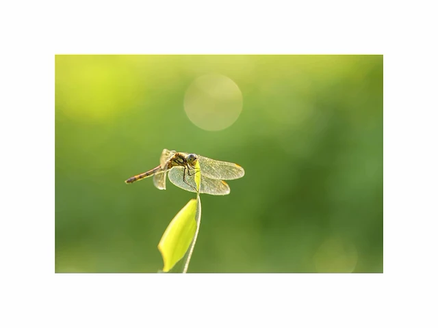 Sigma 105mm f2.8 dg dn macro art sony e-mount camera lens - afbeelding 4 van  4