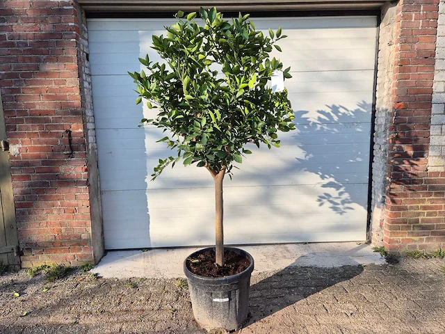 Sinaasappelboom - citrus sinensis - hoogte ca. 180 cm - afbeelding 1 van  3