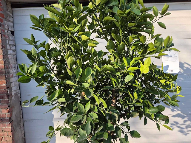 Sinaasappelboom - citrus sinensis - hoogte ca. 180 cm - afbeelding 2 van  3