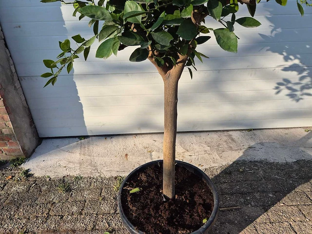 Sinaasappelboom - citrus sinensis - hoogte ca. 180 cm - afbeelding 3 van  3