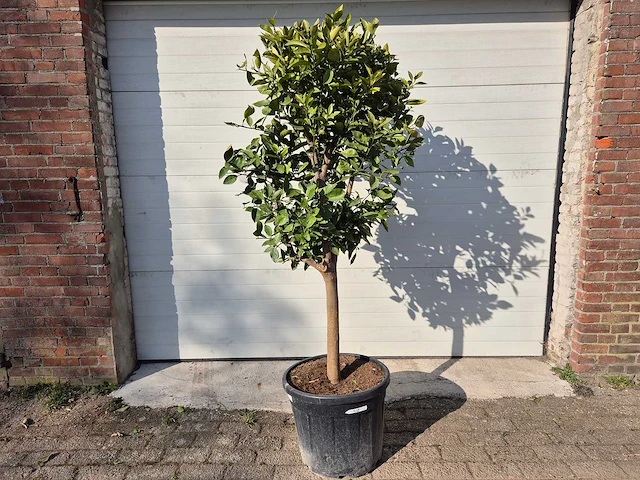 Sinaasappelboom - citrus sinensis - hoogte ca. 180 cm - afbeelding 1 van  3