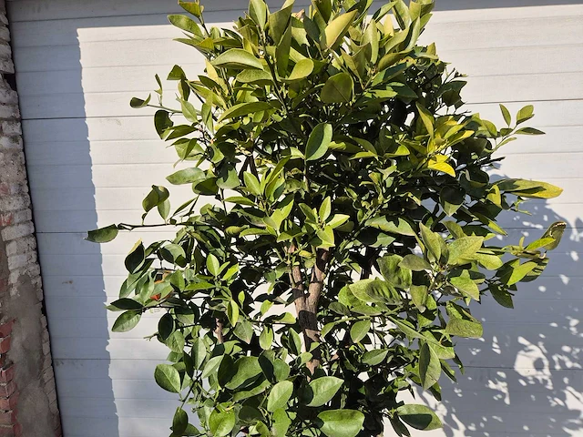 Sinaasappelboom - citrus sinensis - hoogte ca. 180 cm - afbeelding 2 van  3