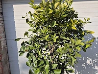 Sinaasappelboom - citrus sinensis - hoogte ca. 180 cm - afbeelding 2 van  3