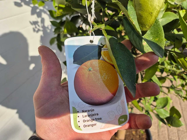 Sinaasappelboom - citrus sinensis - hoogte ca. 180 cm - afbeelding 3 van  3