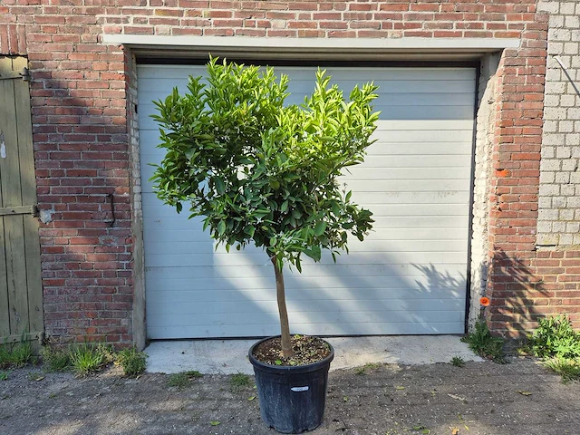 Sinaasappelboom - citrus sinensis - hoogte ca. 180 cm - afbeelding 1 van  4
