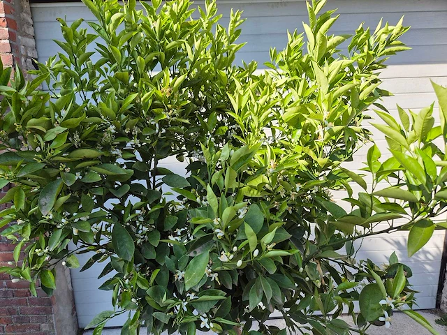 Sinaasappelboom - citrus sinensis - hoogte ca. 180 cm - afbeelding 2 van  4