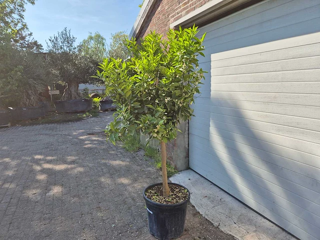 Sinaasappelboom - citrus sinensis - hoogte ca. 180 cm - afbeelding 3 van  4