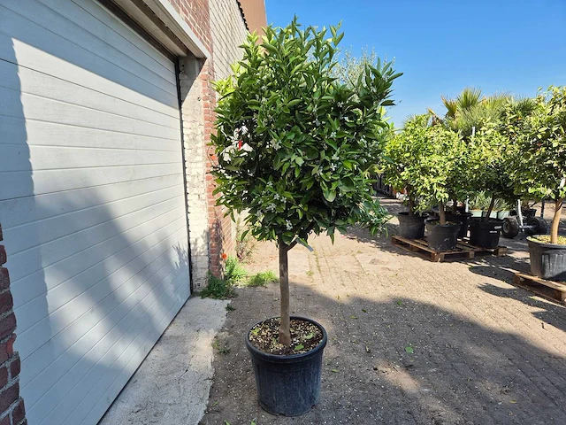 Sinaasappelboom - citrus sinensis - hoogte ca. 180 cm - afbeelding 4 van  4