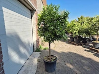 Sinaasappelboom - citrus sinensis - hoogte ca. 180 cm - afbeelding 4 van  4