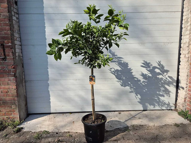 Sinaasappelboom - citrus sinensis - hoogte ca. 180 cm - afbeelding 1 van  6