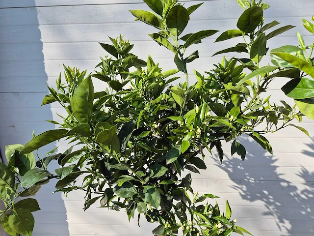 Sinaasappelboom - citrus sinensis - hoogte ca. 180 cm - afbeelding 2 van  6