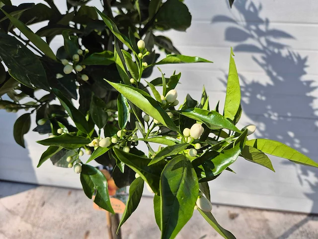 Sinaasappelboom - citrus sinensis - hoogte ca. 180 cm - afbeelding 3 van  6