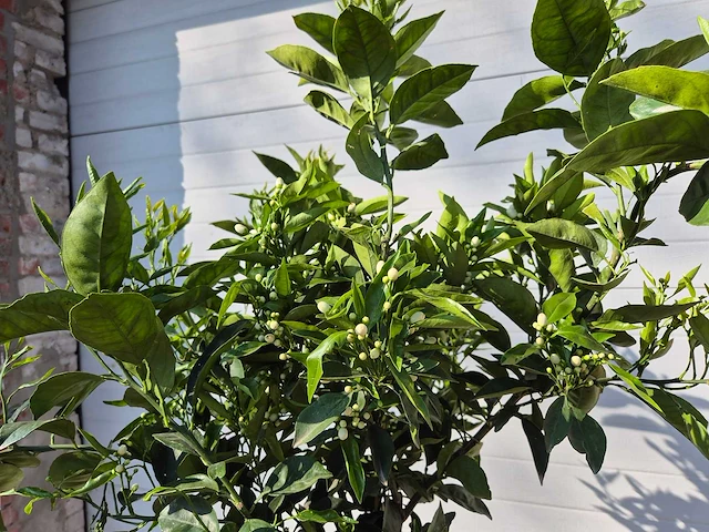 Sinaasappelboom - citrus sinensis - hoogte ca. 180 cm - afbeelding 4 van  6