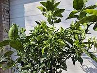 Sinaasappelboom - citrus sinensis - hoogte ca. 180 cm - afbeelding 4 van  6