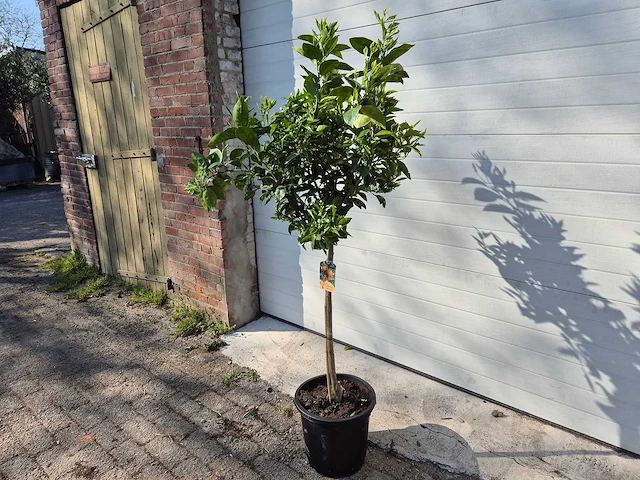 Sinaasappelboom - citrus sinensis - hoogte ca. 180 cm - afbeelding 5 van  6