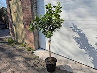 Sinaasappelboom - citrus sinensis - hoogte ca. 180 cm - afbeelding 5 van  6