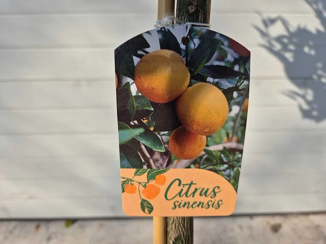 Sinaasappelboom - citrus sinensis - hoogte ca. 180 cm - afbeelding 6 van  6