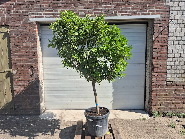 Sinaasappelboom - citrus sinensis - hoogte ca. 200 cm - afbeelding 1 van  4