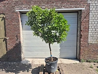 Sinaasappelboom - citrus sinensis - hoogte ca. 200 cm - afbeelding 1 van  4