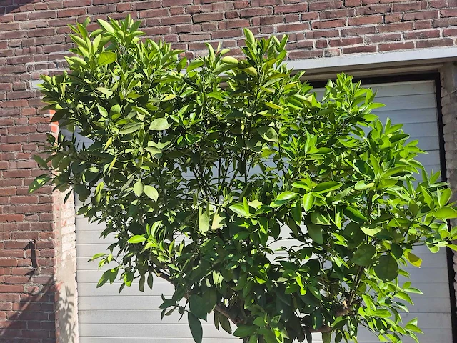Sinaasappelboom - citrus sinensis - hoogte ca. 200 cm - afbeelding 2 van  4
