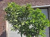 Sinaasappelboom - citrus sinensis - hoogte ca. 200 cm - afbeelding 2 van  4