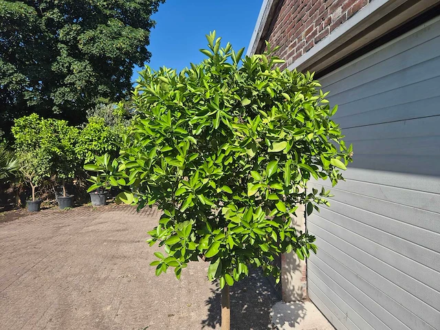 Sinaasappelboom - citrus sinensis - hoogte ca. 200 cm - afbeelding 3 van  4