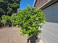Sinaasappelboom - citrus sinensis - hoogte ca. 200 cm - afbeelding 3 van  4