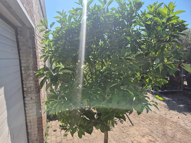 Sinaasappelboom - citrus sinensis - hoogte ca. 200 cm - afbeelding 4 van  4