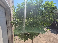 Sinaasappelboom - citrus sinensis - hoogte ca. 200 cm - afbeelding 4 van  4