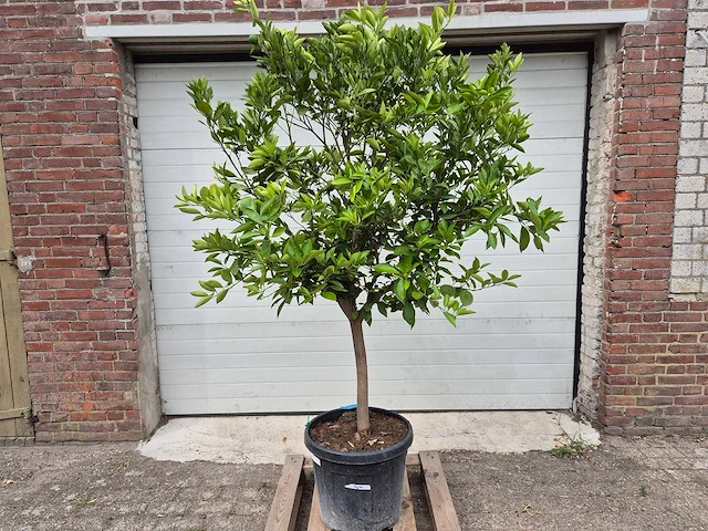 Sinaasappelboom - citrus sinensis - hoogte ca. 200 cm - afbeelding 1 van  2