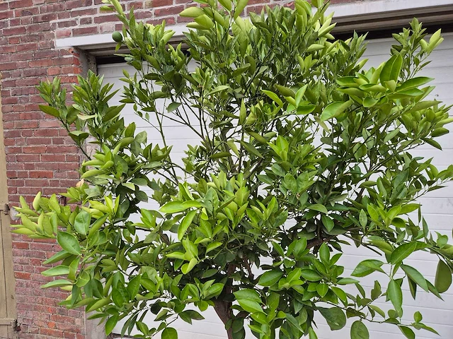 Sinaasappelboom - citrus sinensis - hoogte ca. 200 cm - afbeelding 2 van  2