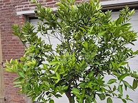 Sinaasappelboom - citrus sinensis - hoogte ca. 200 cm - afbeelding 2 van  2