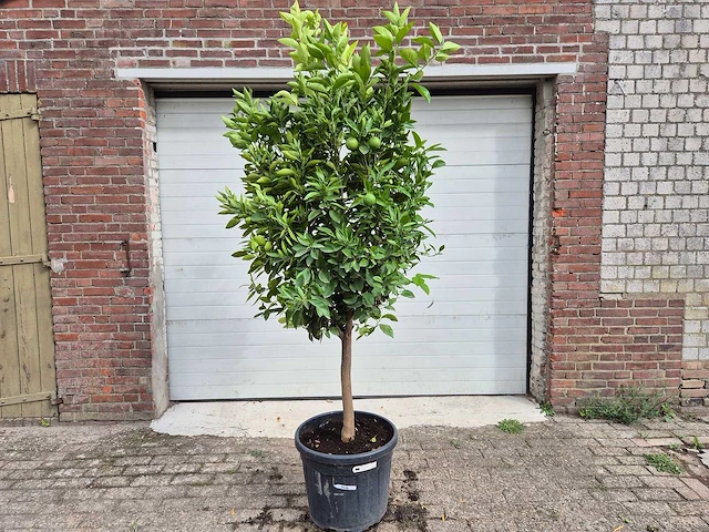 Sinaasappelboom - citrus sinensis - hoogte ca. 230 cm - afbeelding 1 van  4