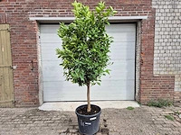 Sinaasappelboom - citrus sinensis - hoogte ca. 230 cm - afbeelding 1 van  4