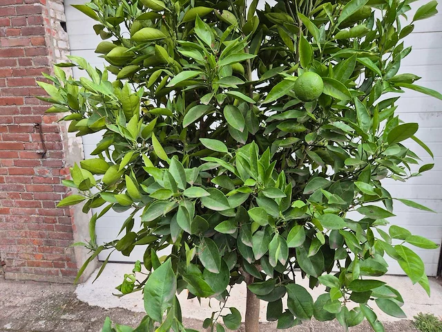 Sinaasappelboom - citrus sinensis - hoogte ca. 230 cm - afbeelding 2 van  4