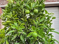 Sinaasappelboom - citrus sinensis - hoogte ca. 230 cm - afbeelding 3 van  4