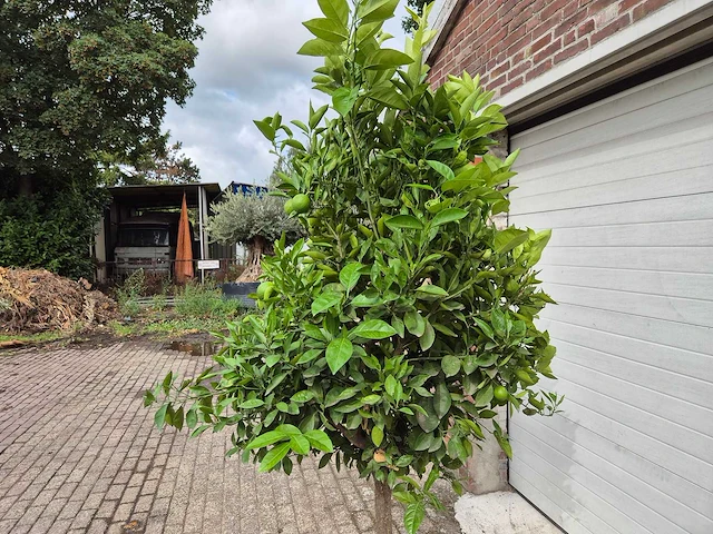 Sinaasappelboom - citrus sinensis - hoogte ca. 230 cm - afbeelding 4 van  4