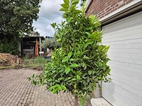 Sinaasappelboom - citrus sinensis - hoogte ca. 230 cm - afbeelding 4 van  4
