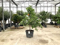 Sinaasappelboom (citrus sinensis)