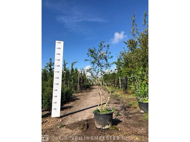 Sneeuwbal viburnum burkwoodii, meerstammig, , 200 cm hoog - afbeelding 1 van  2