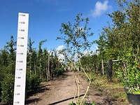 Sneeuwbal viburnum burkwoodii, meerstammig, , 200 cm hoog - afbeelding 1 van  2