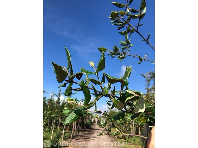 Sneeuwbal viburnum burkwoodii, meerstammig, , 200 cm hoog - afbeelding 2 van  2