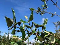 Sneeuwbal viburnum burkwoodii, meerstammig, , 200 cm hoog - afbeelding 2 van  2