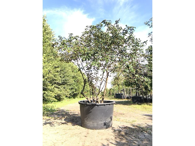 Sneeuwbal viburnum burkwoodii, meerstammig, semi wintergroen, ca. 250 cm hoog - afbeelding 1 van  2
