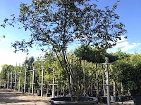 Sneeuwbal viburnum burkwoodii, meerstammig, semi wintergroen, ca. 300 cm hoog - afbeelding 1 van  2