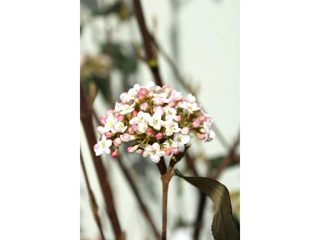 Sneeuwbal viburnum burkwoodii, meerstammig, semi wintergroen, ca. 300 cm hoog - afbeelding 2 van  2